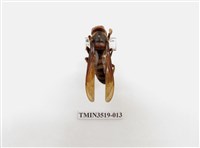 藏品(雙金環虎頭蜂)的圖片